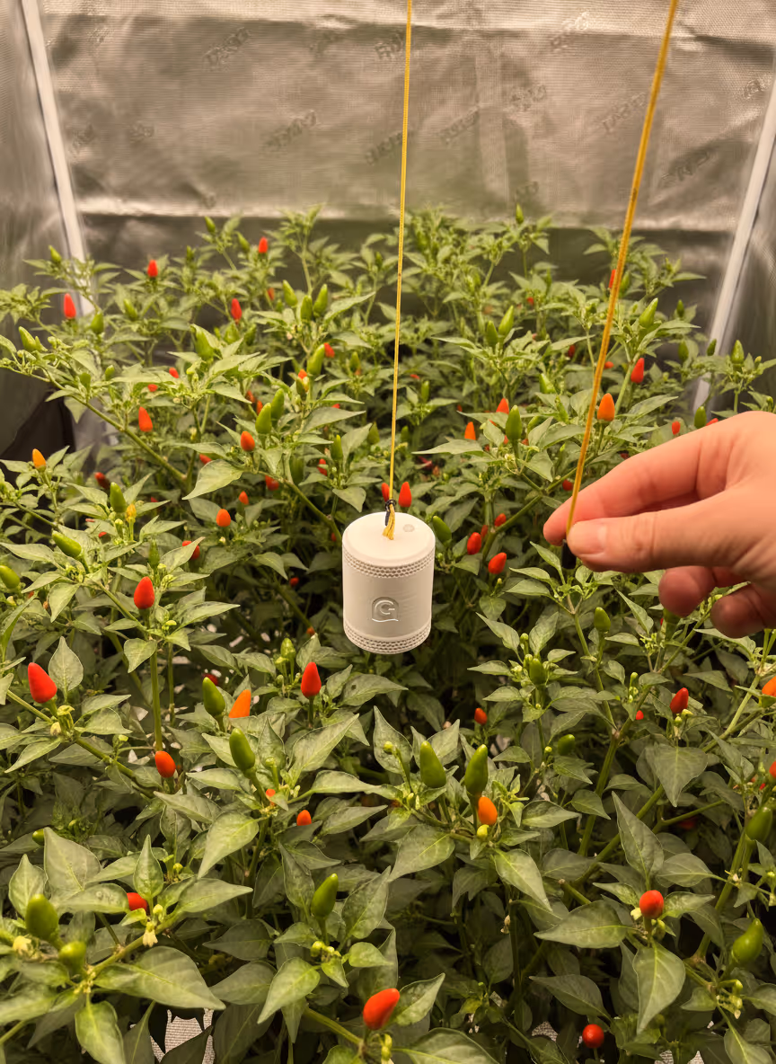 Adjusting the Grow Sensor height using the easy pull paracord