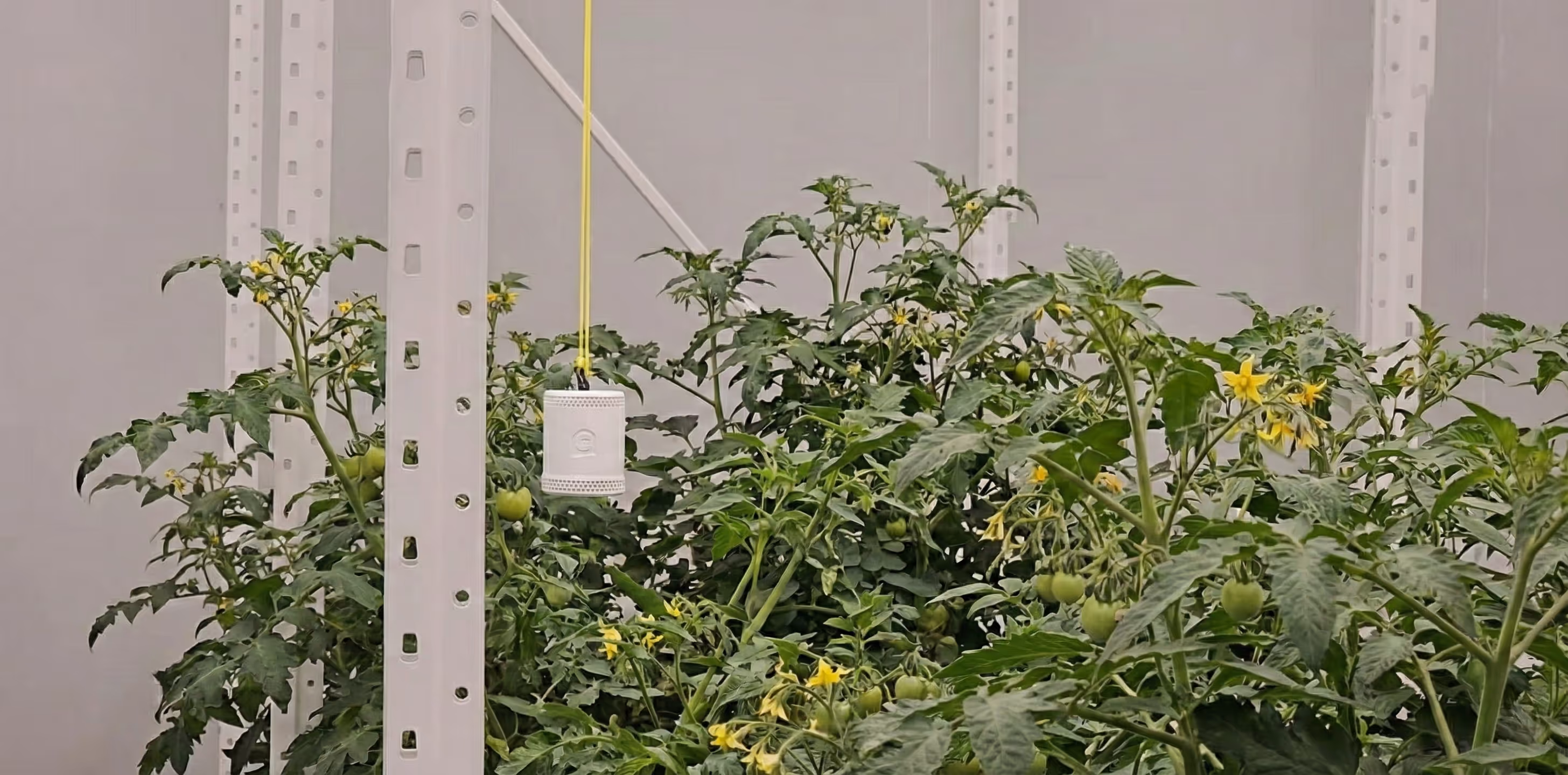 The Grow Sensor PRO measuring DLI