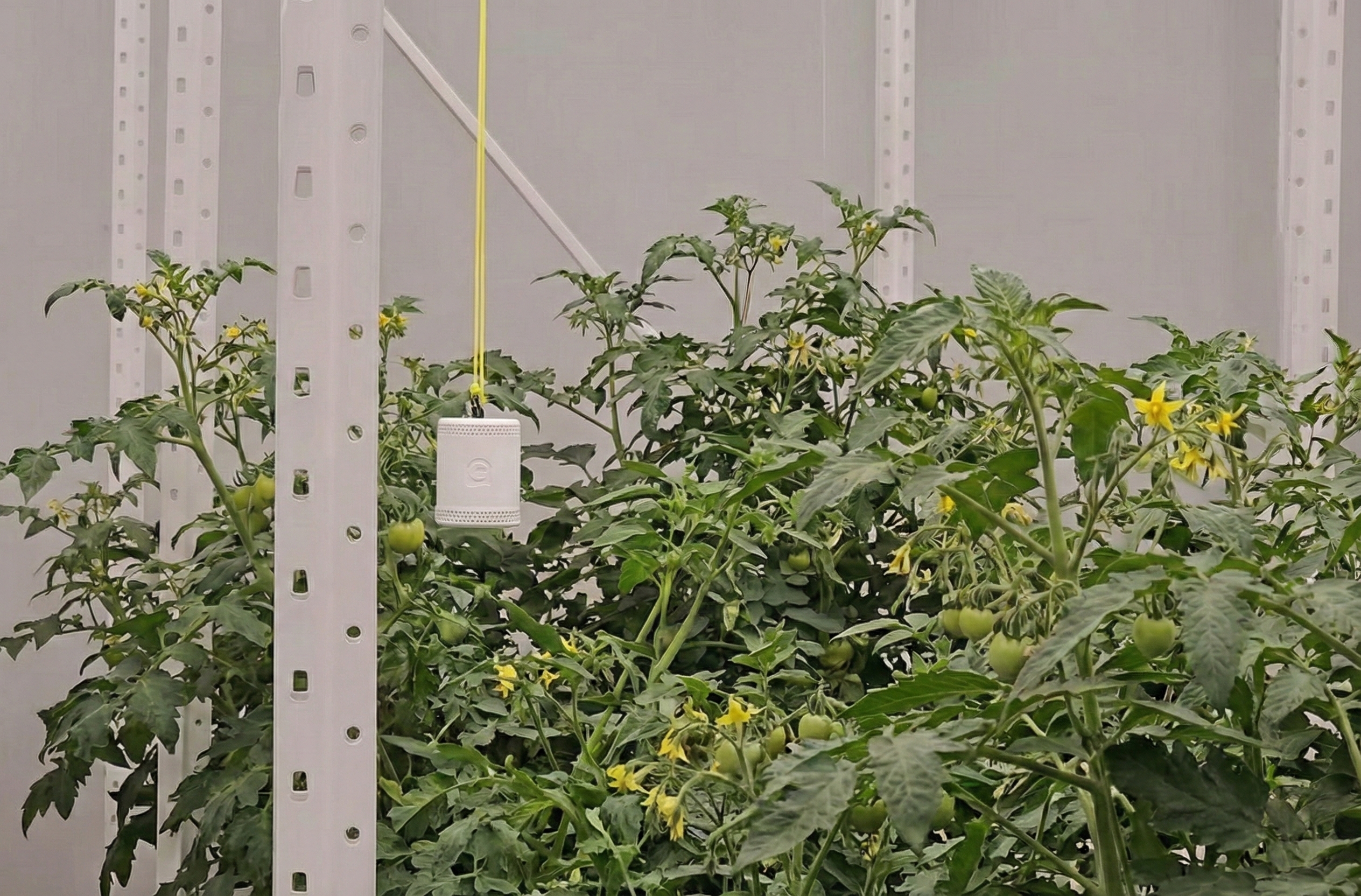 The Grow Sensor PRO measuring DLI