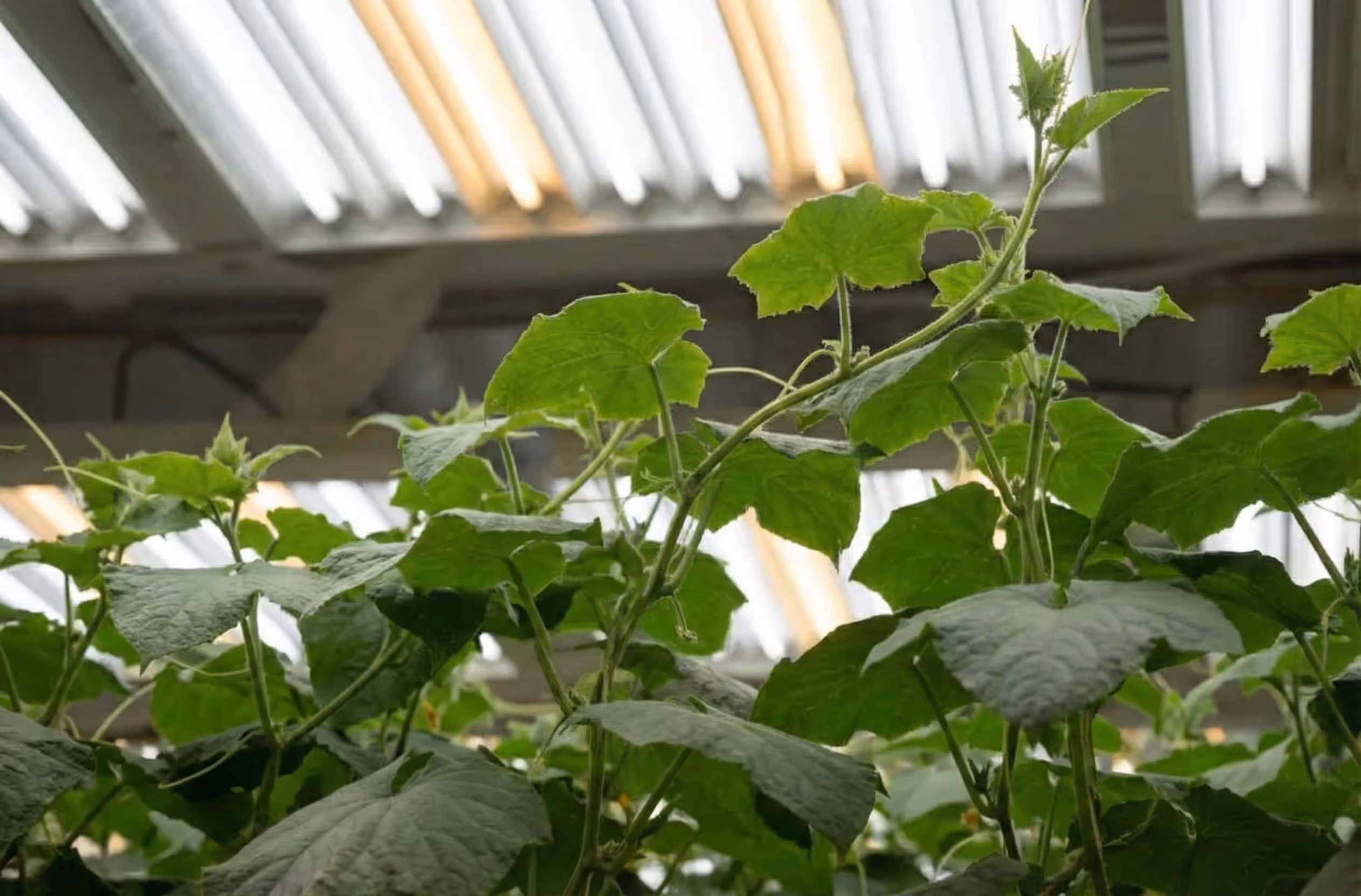 A grower who has successfully targeted the right VPD for veg. Their target VPD for veg is on point and the plants look healthy. 