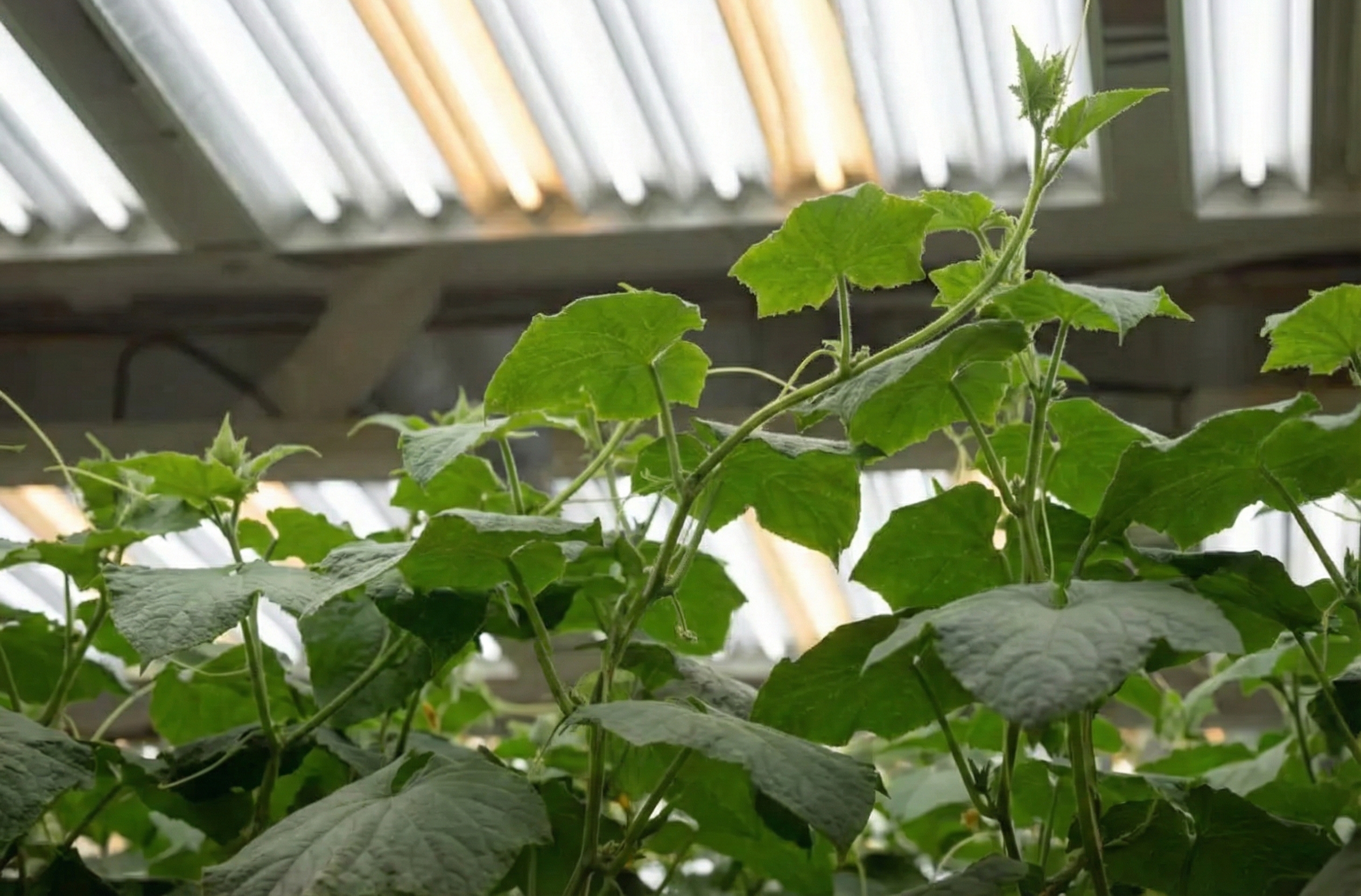 A grower who has successfully targeted the right VPD for veg. Their target VPD for veg is on point and the plants look healthy. 