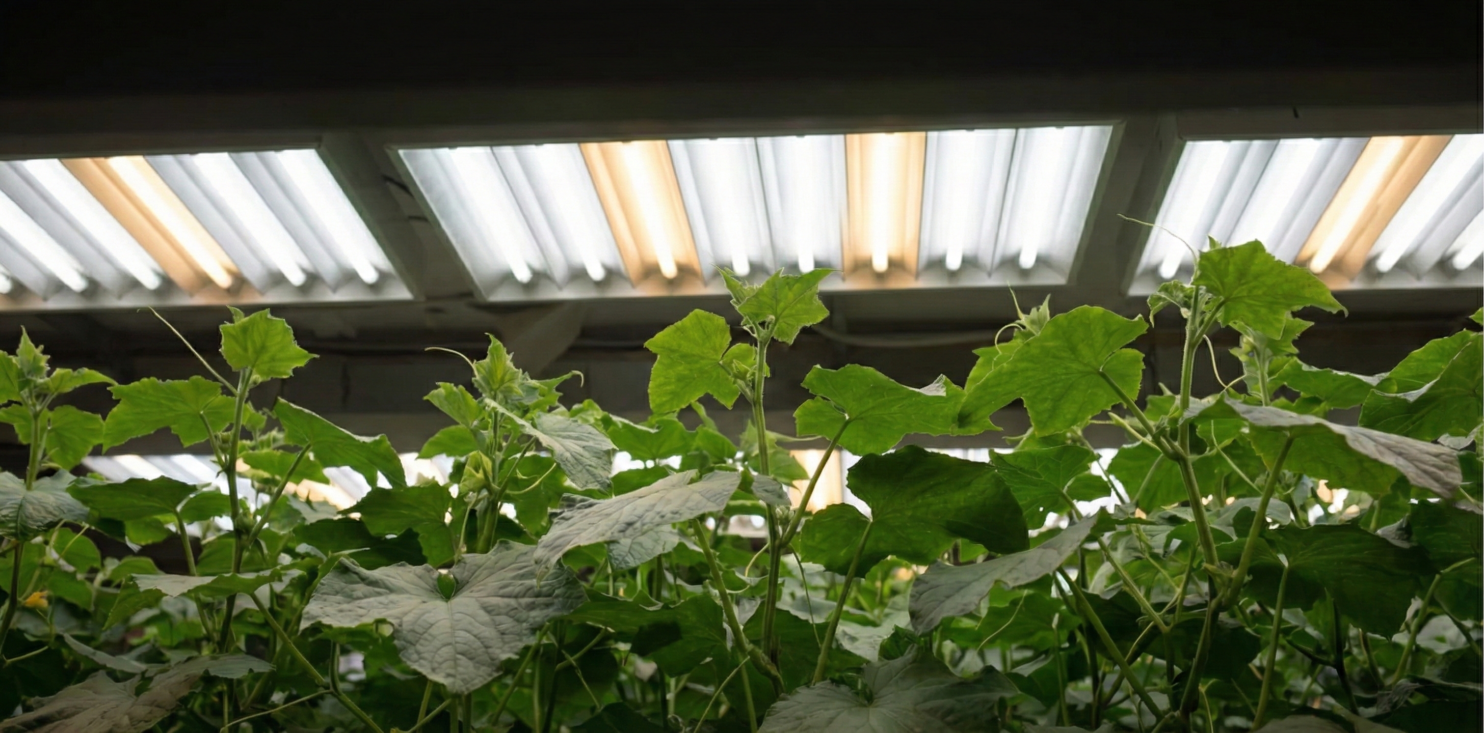 A grower who has successfully targeted the right VPD for veg. Their target VPD for veg is on point and the plants look healthy.