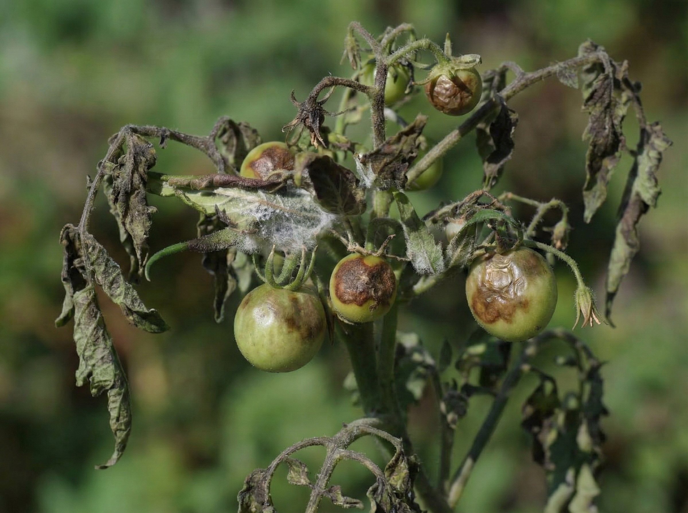 Tomato plant with blight.