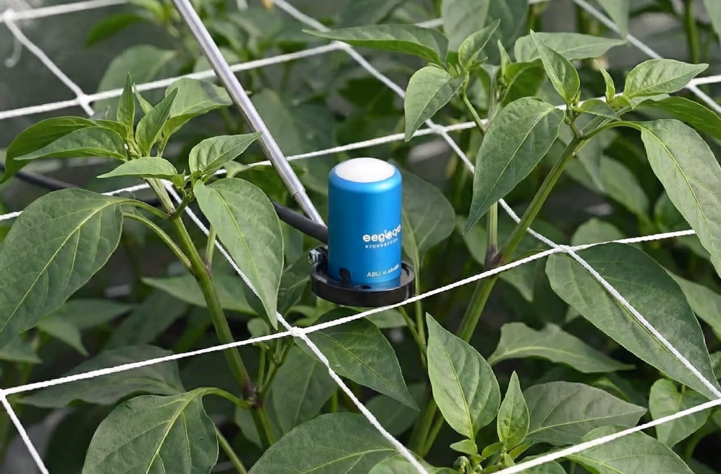 A grower holding the Apogee par meter.