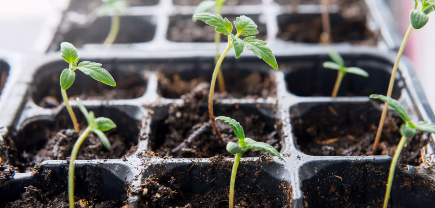 Young plants under the best VPD for seedling.