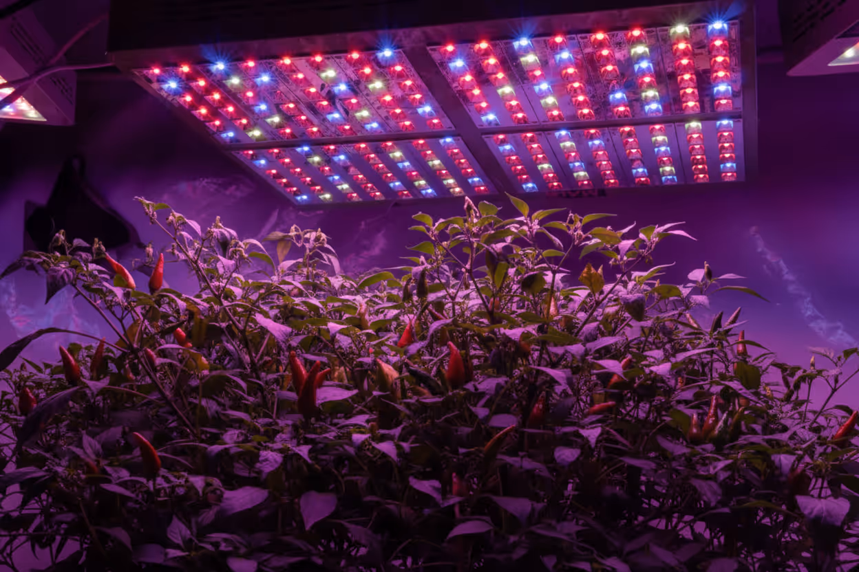 An image of chilli plants under an LED grow light