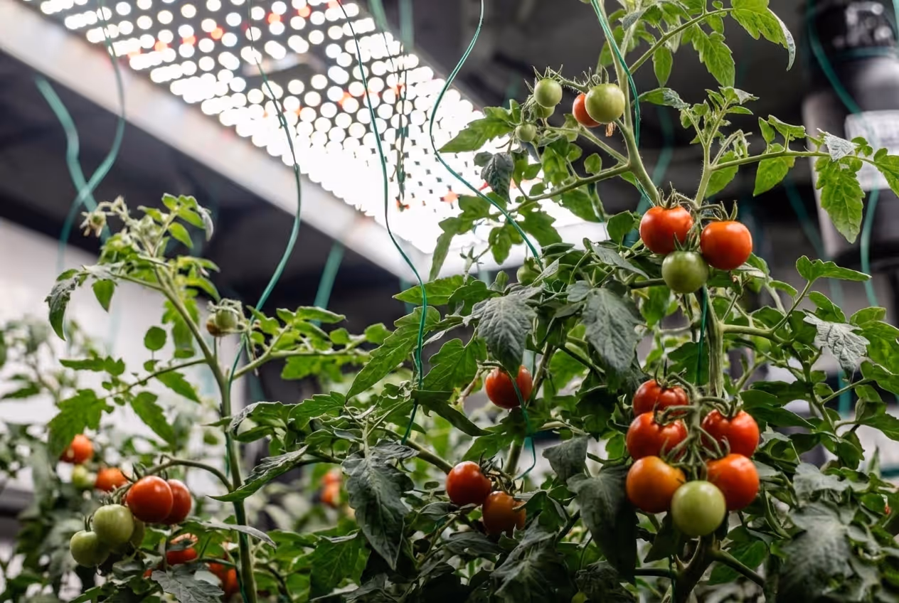 Tomatoes growing indoors