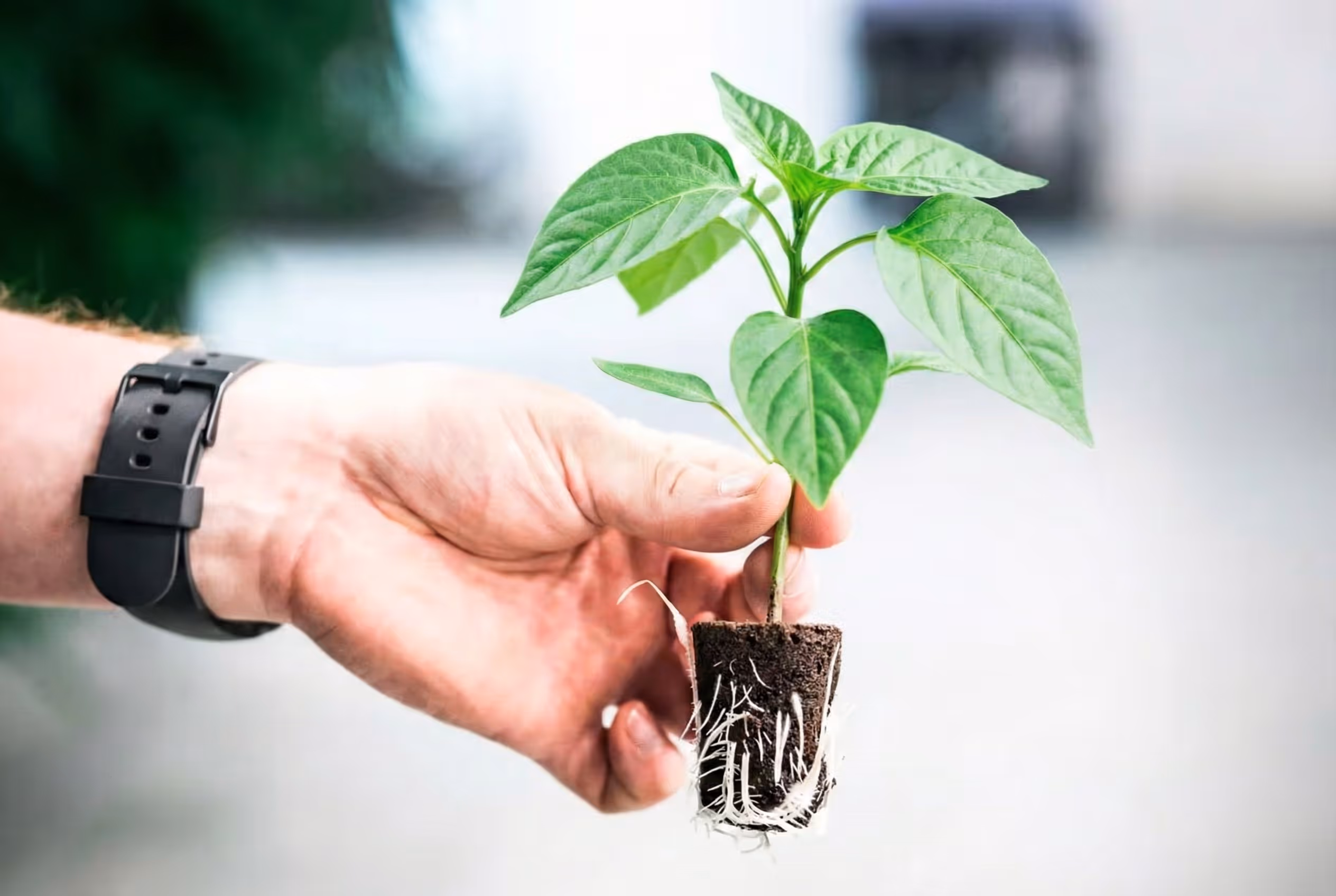 A man holding a healthy clone.