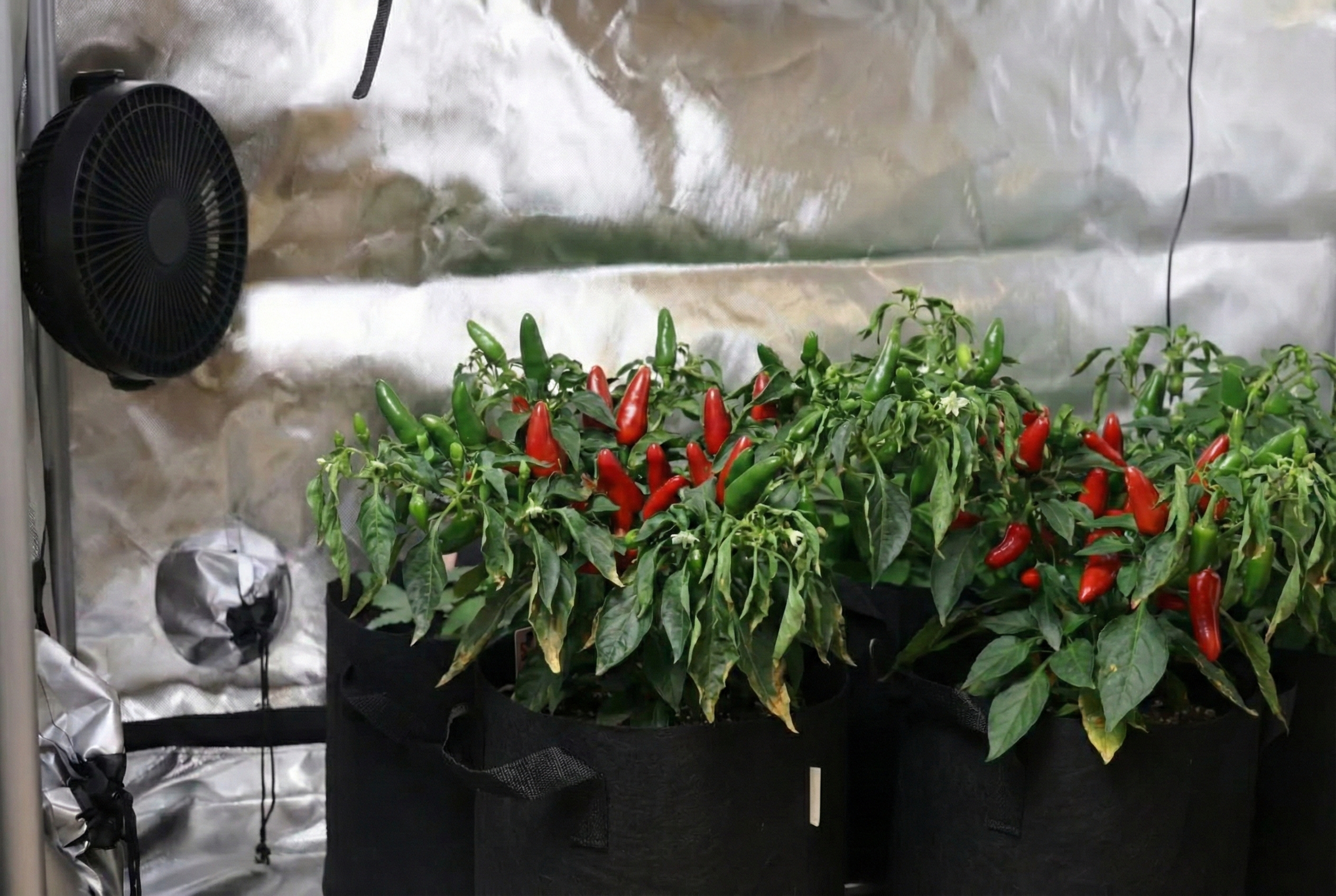 A wilting chilli plant in a grow room that is to hot.
