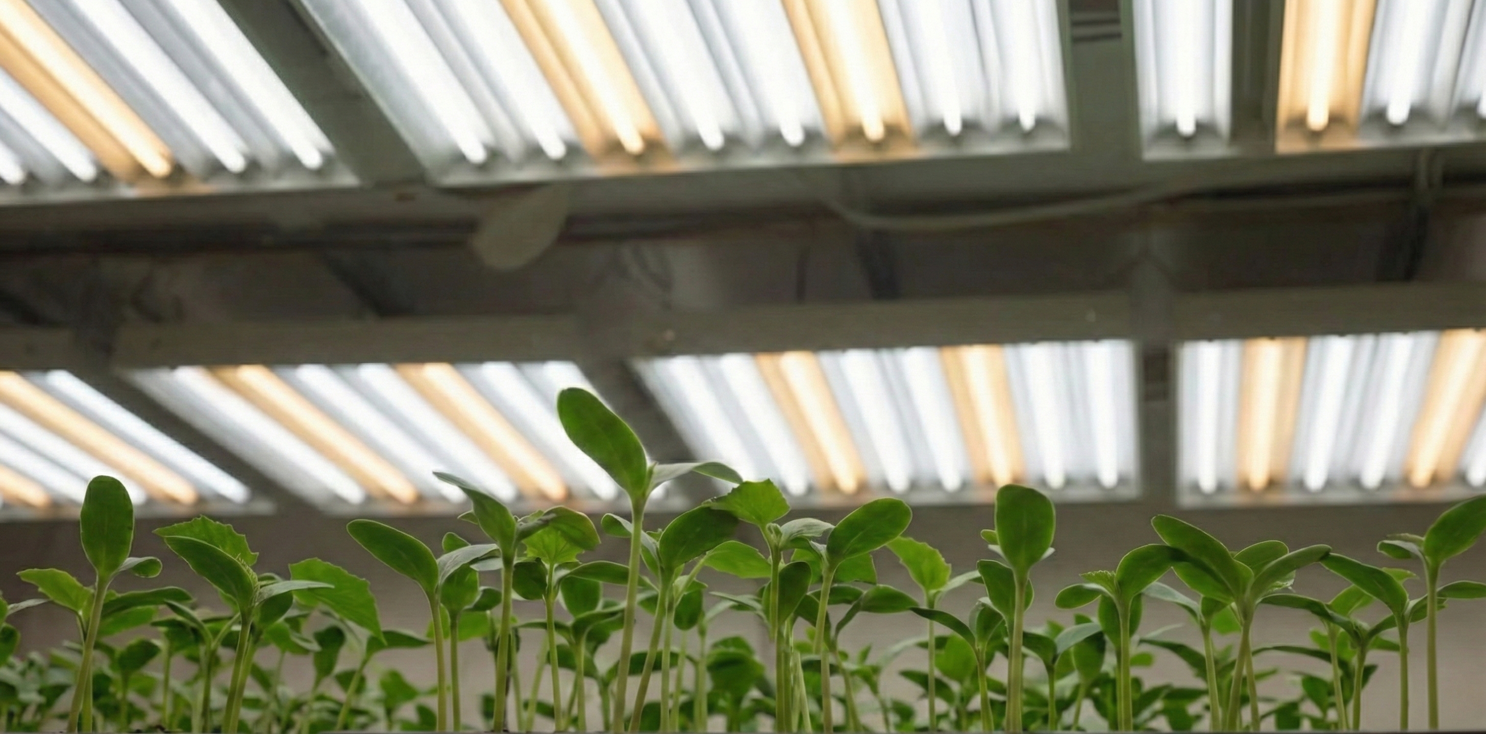 A grower checks his plants in an indoor grow room.