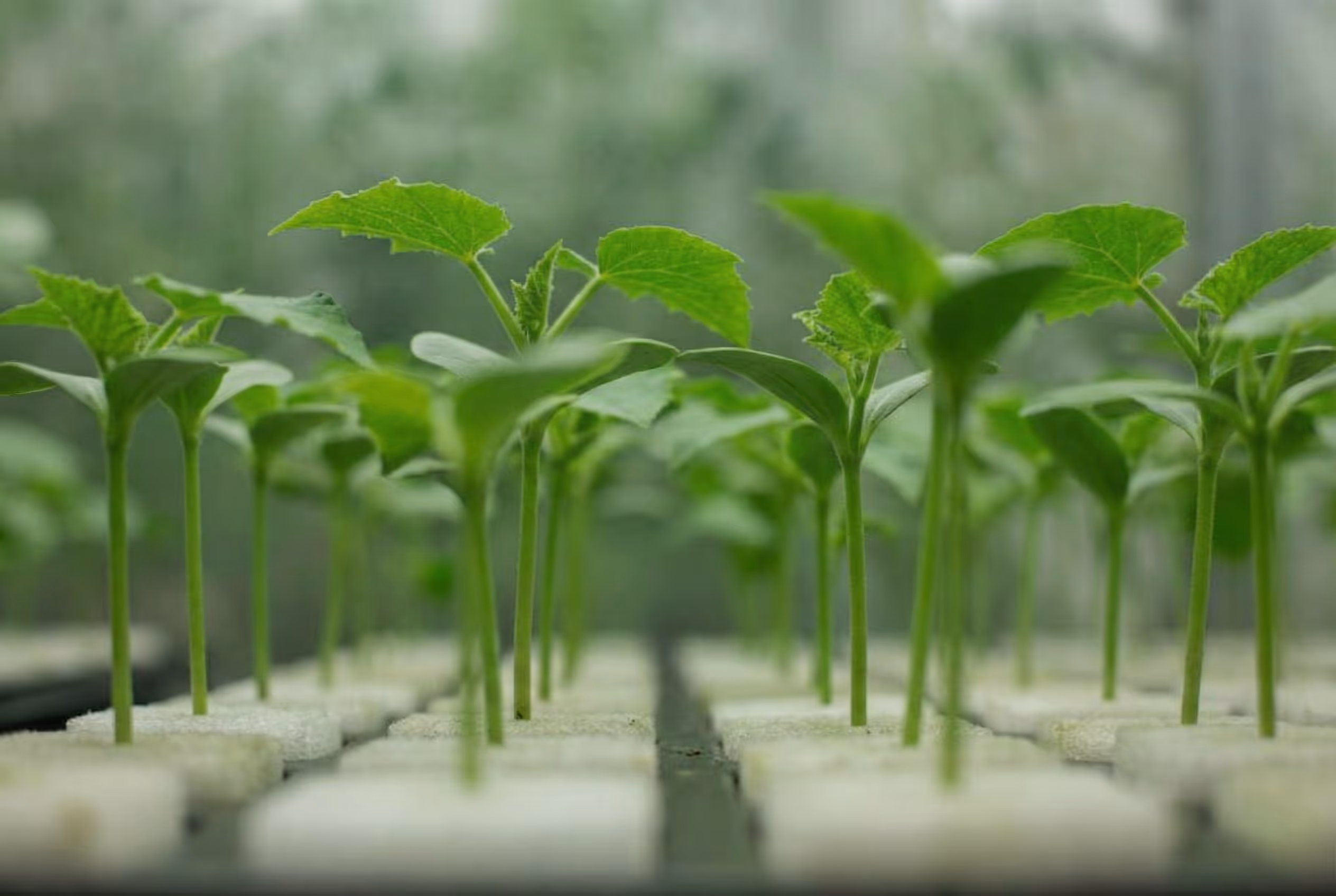 cucumber seedlings