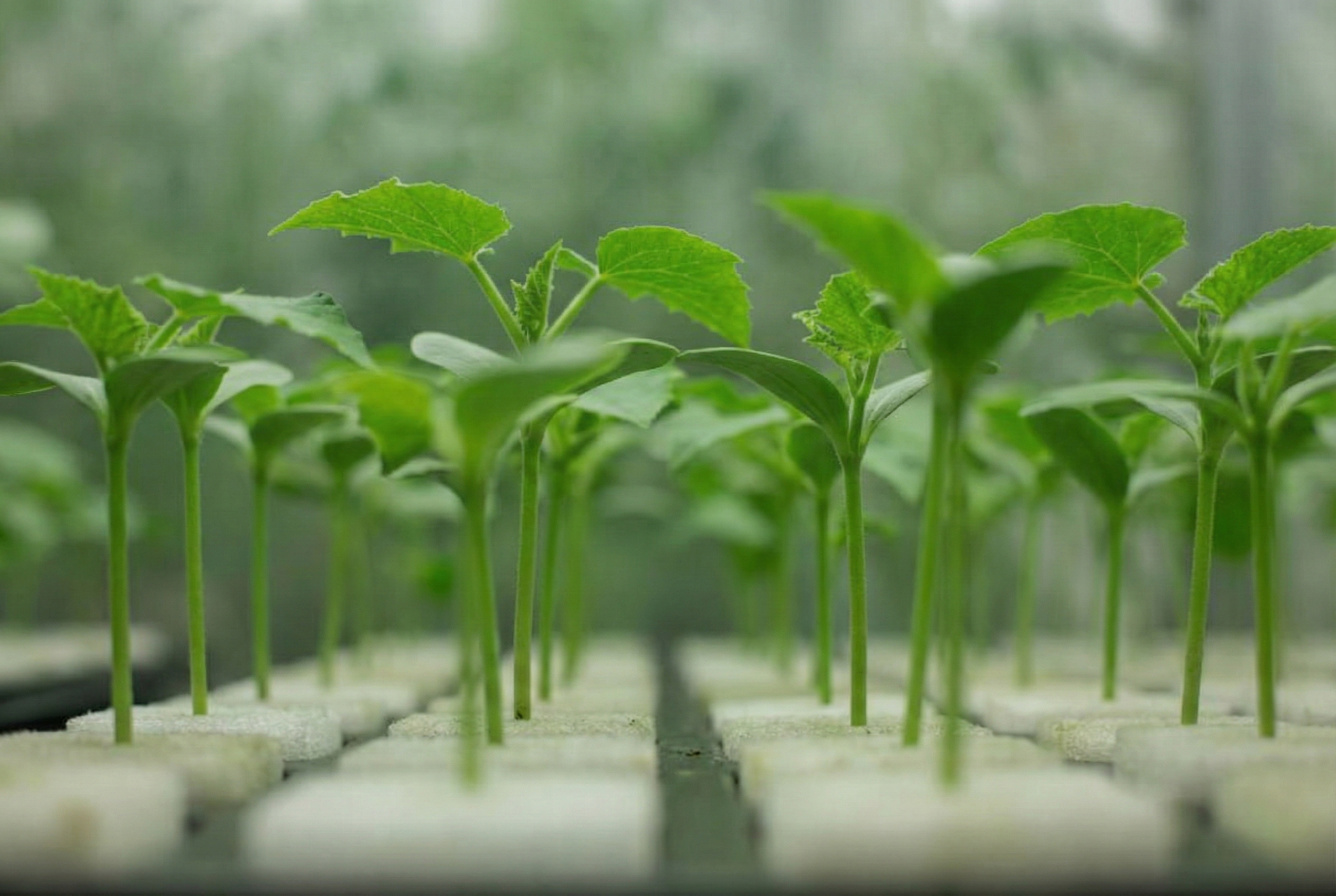 cucumber seedlings