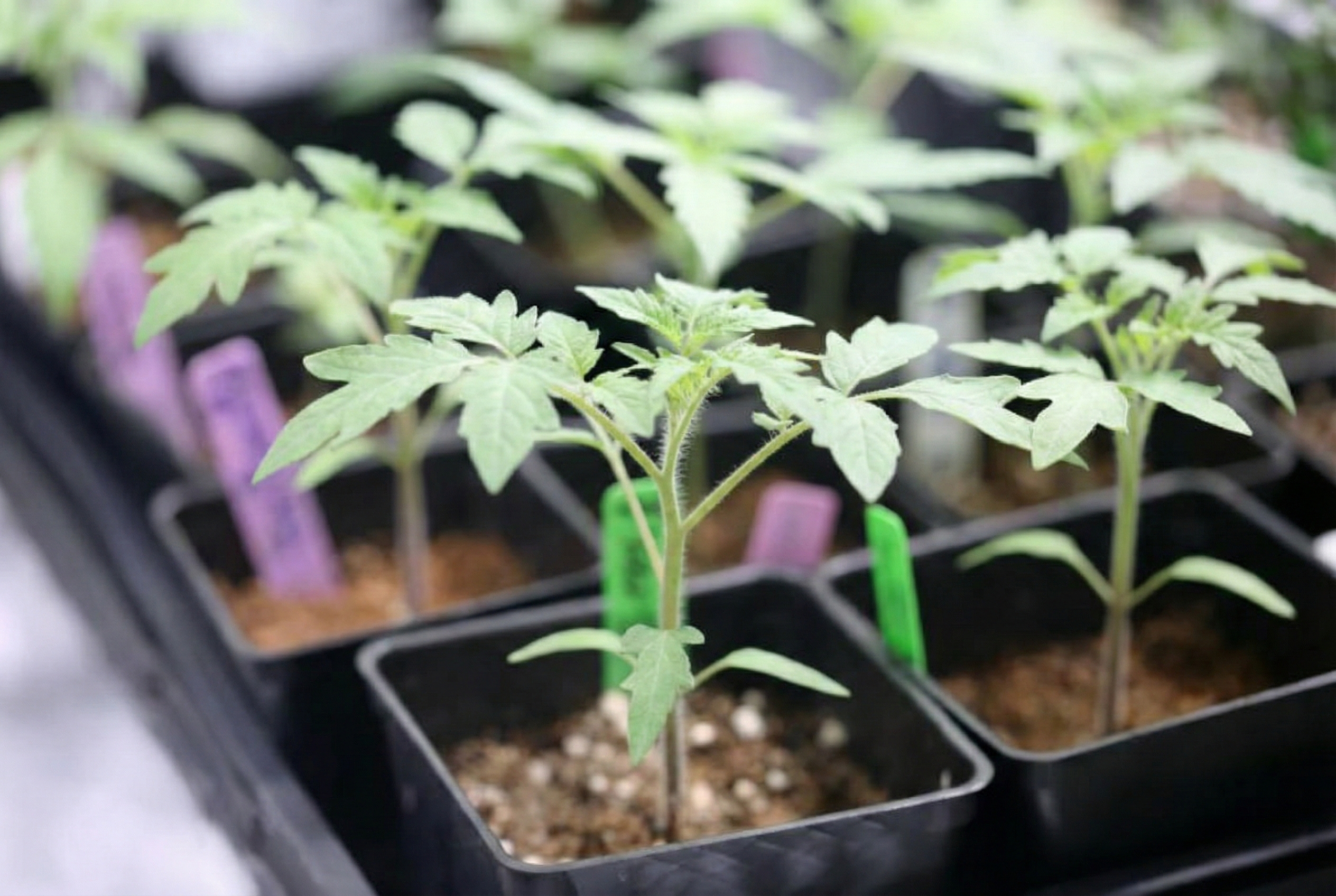 Vegetative tomato plants