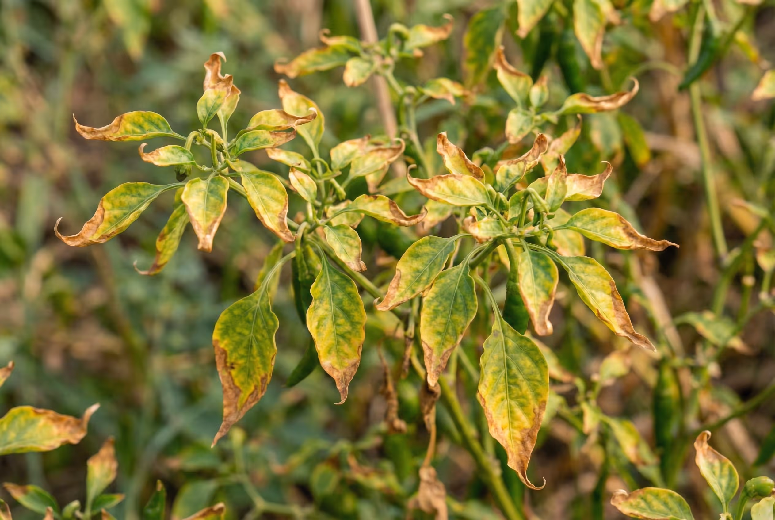 Overfed pepepr plants