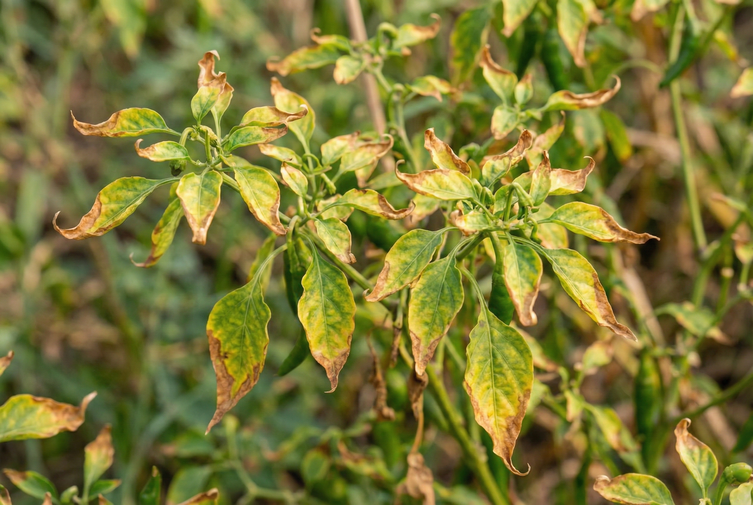 Overfed pepepr plants