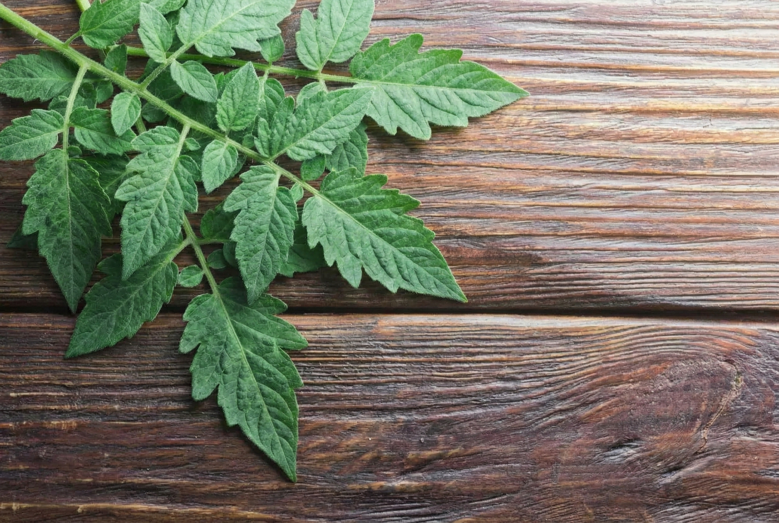 Defoliated tomato plant leaves
