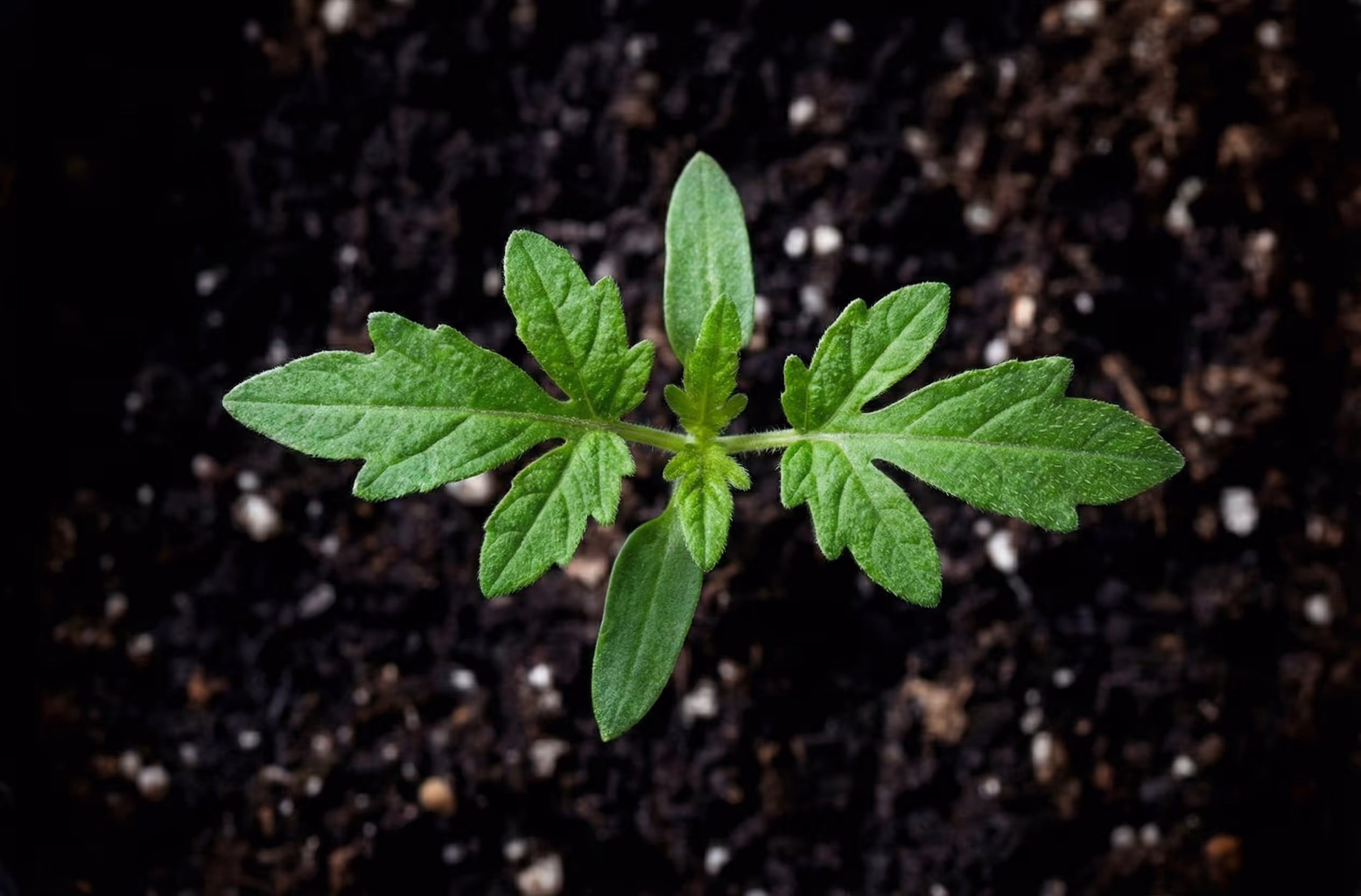 Tomato seedling under the right VPD