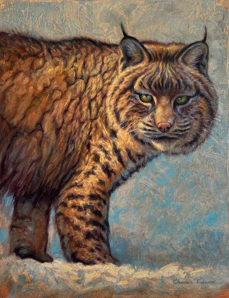 "COLD STARE" by Chance Tedesco