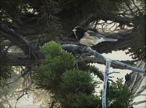 "JUNCO AND JUNIPER" by Peter Mathios