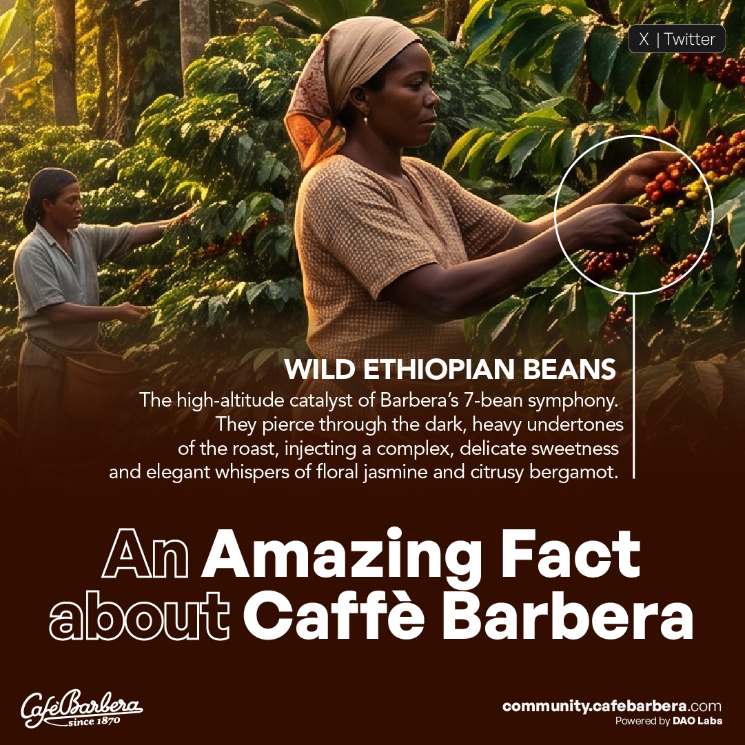 Share One Amazing Fact About Caffè Barbera