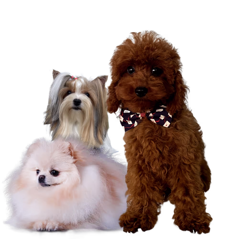 Dogs-image
