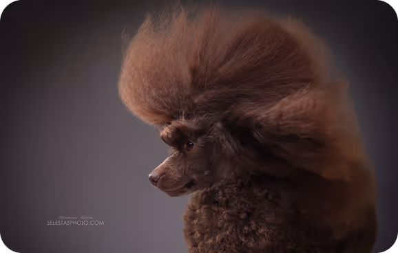 Фото Люсі Бівер йорка