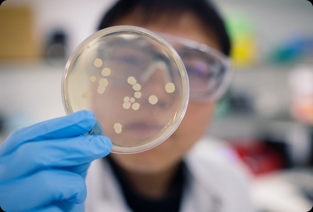 Scientist wearing blue gloves and safety goggles holding a petri dish with bacterial colonies.