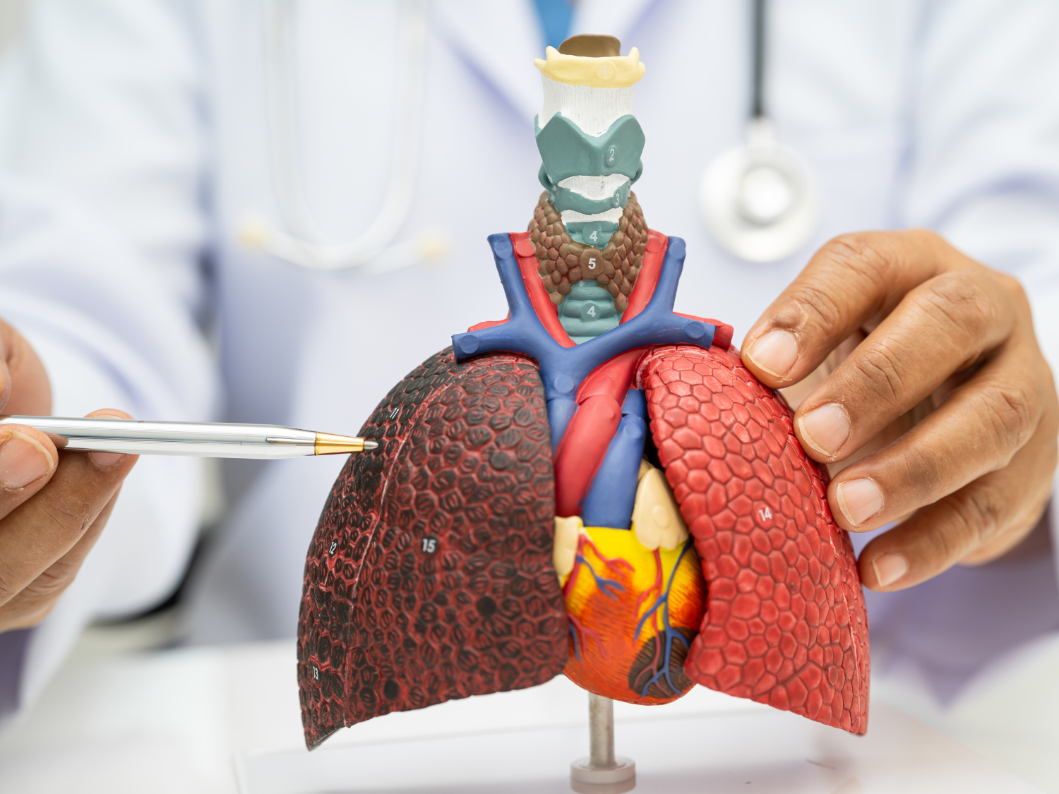 A health care provider details how the lungs can be impacted by tobacco smoke using a lung model.
