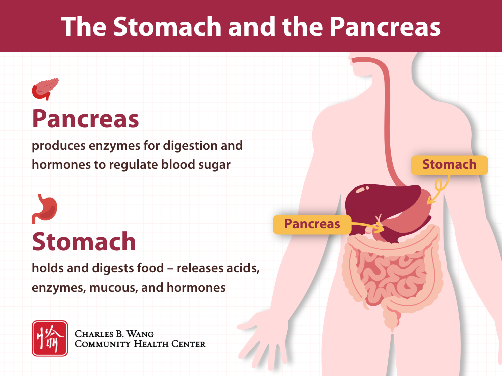 Graphic depicting the function and location of the stomach and the pancreas. The stomach holds and digests food – releases acids, enzymes, mucous, and hormones. The pancreas produces enzymes for digestion and hormones to regulate blood sugar.