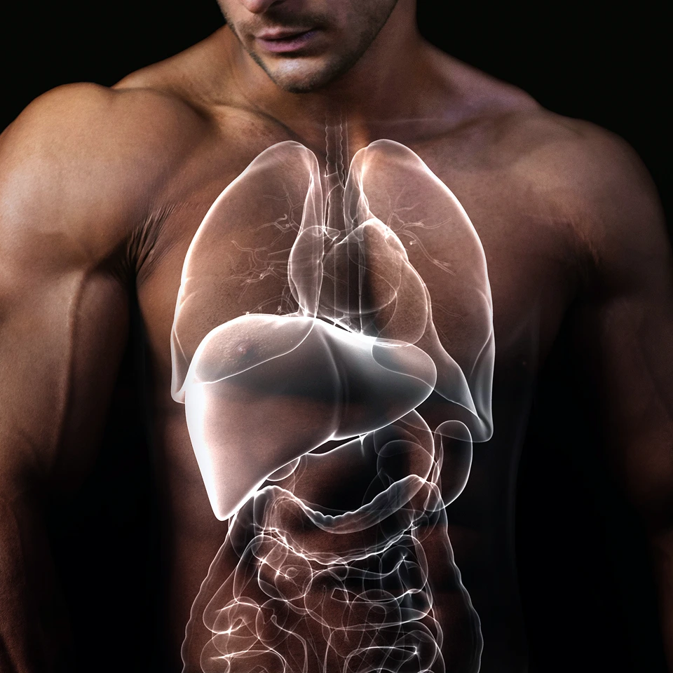 What hormone replacement therapy actually does in a man’s body 