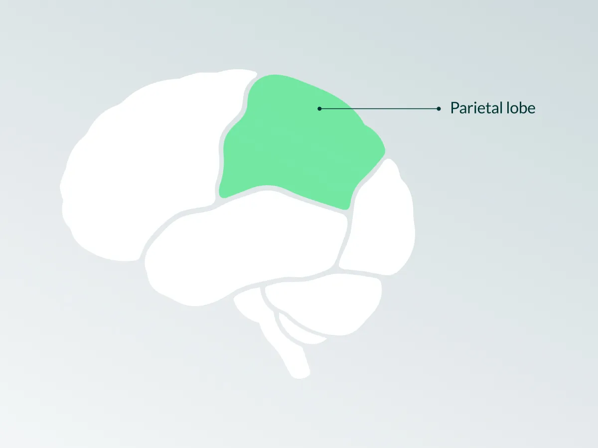 Graphic of the parietal lobe, a region of the brain where Prenuvo research saw a change in grey matter during their 2027 medical research study.