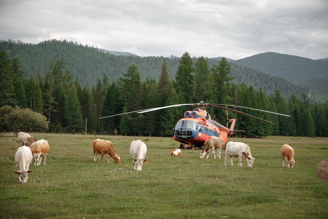 red and blue helicopter resting in a pasture beside grazing cows