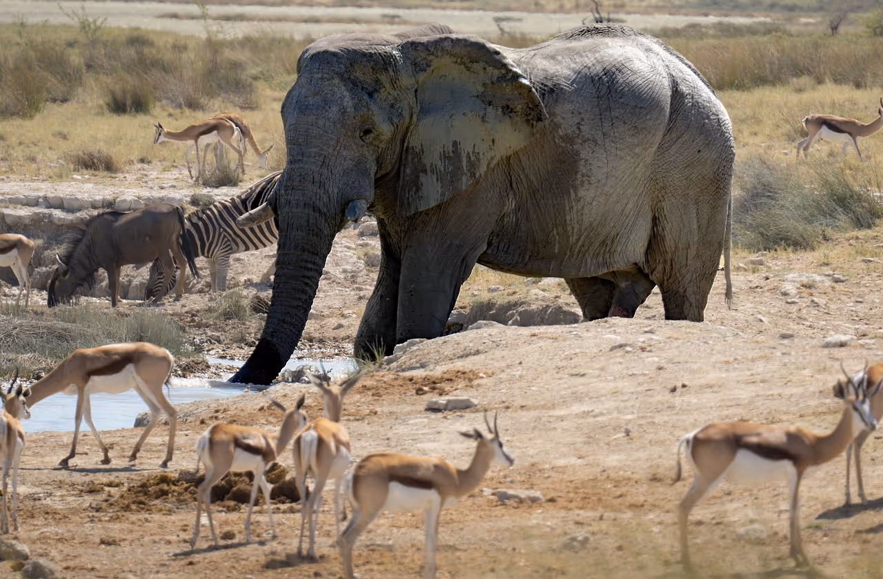 an elephant with a zebra and gazelles in a national park