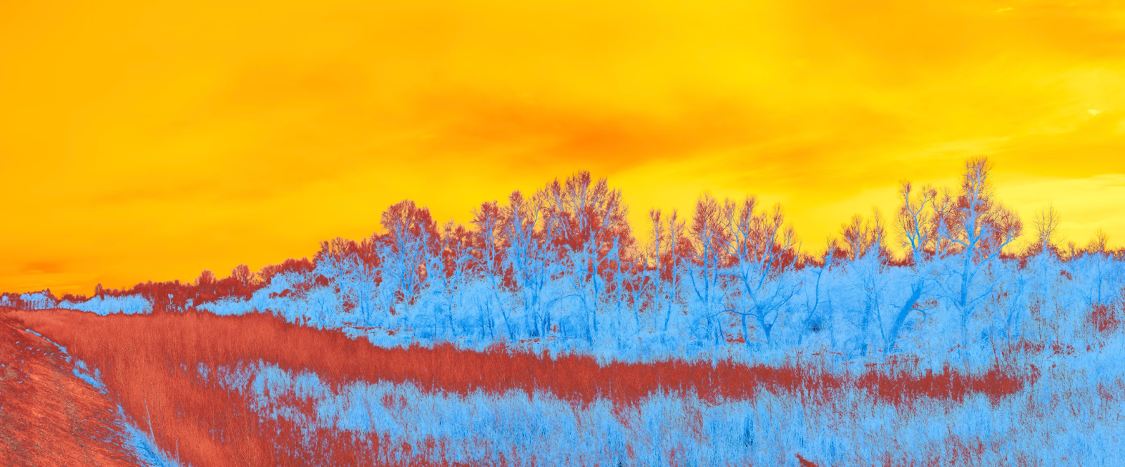 trees and sky using thermal imaging