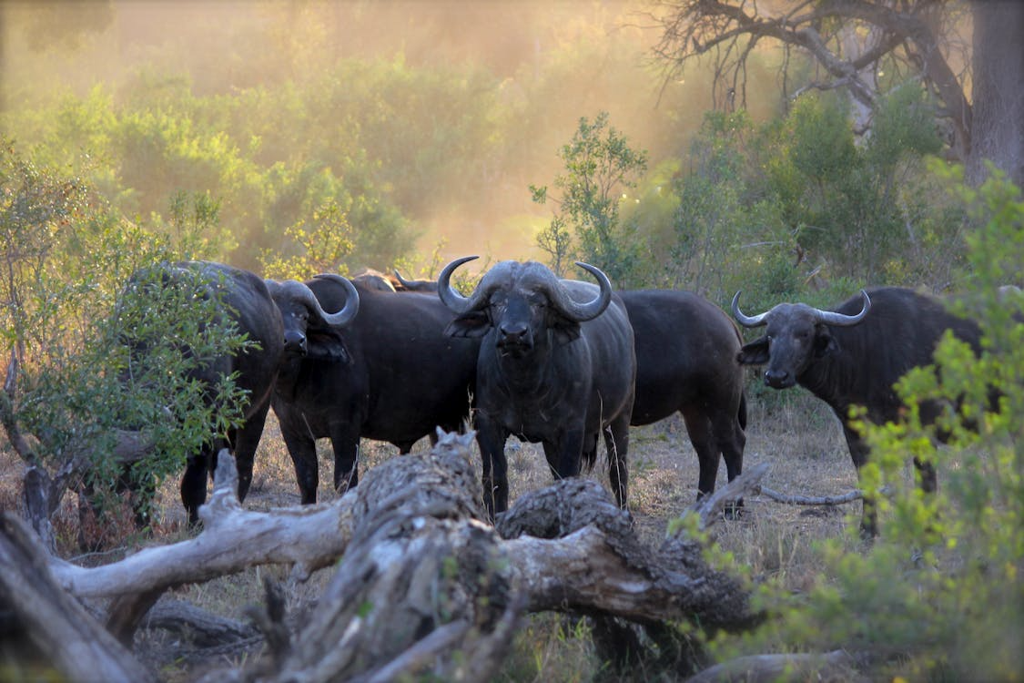 herd of black water buffalo standing in a forest