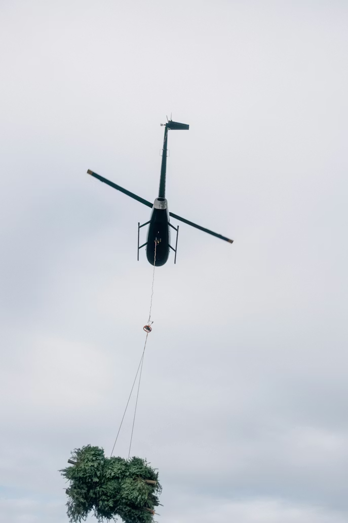 helicopter lifting Christmas trees on a longline beneath the aircraft