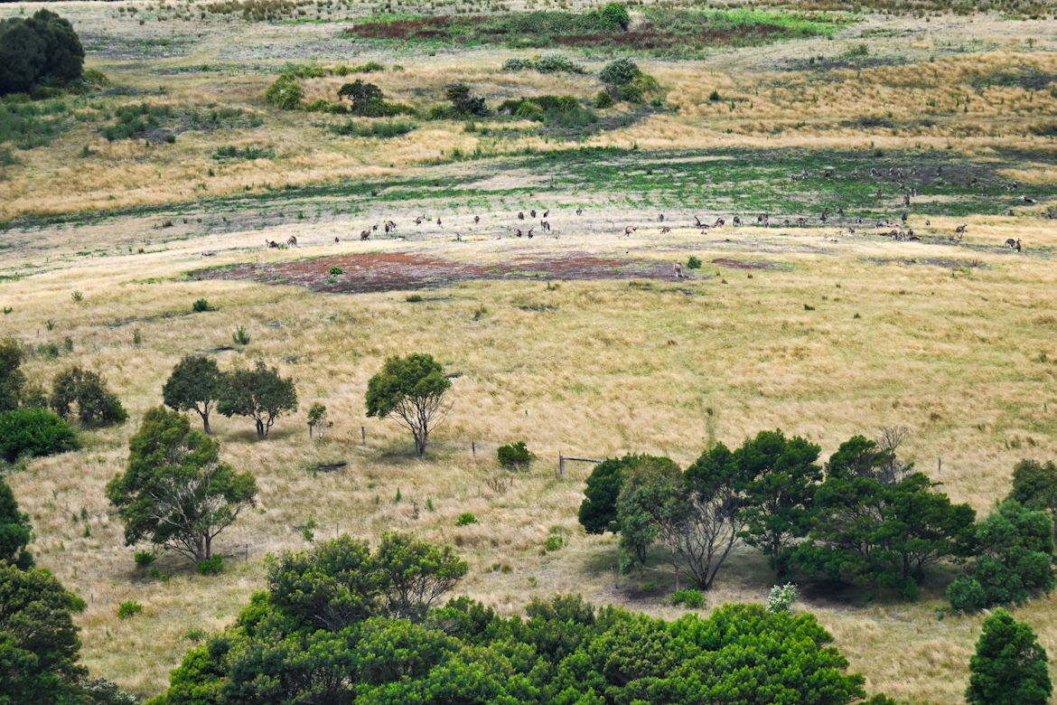 overhead view of wild animals and trees in the desert