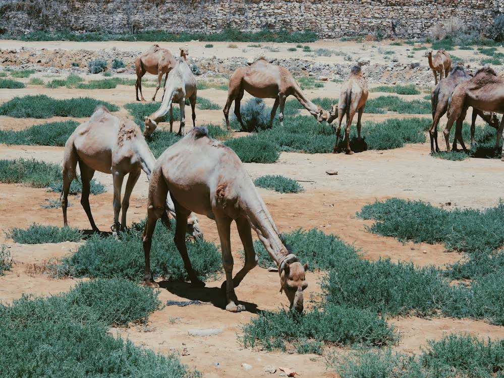 camels grazing on patches of grass in the desert