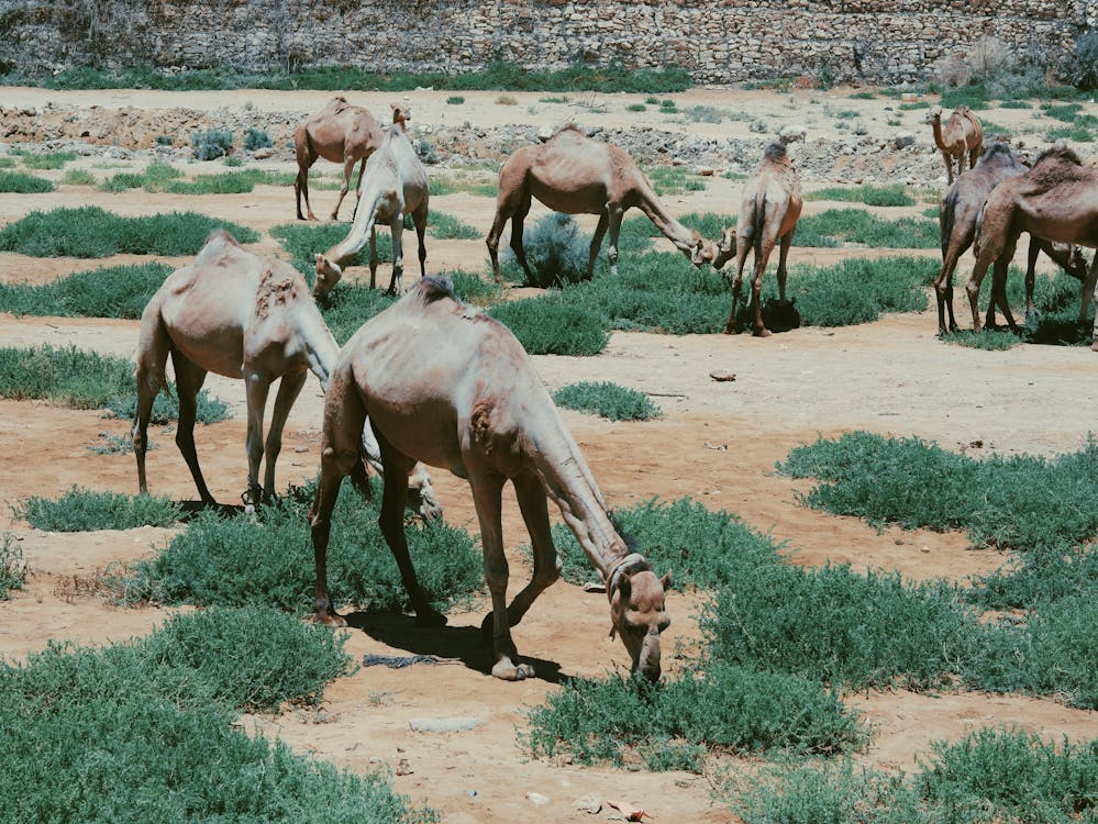 camels grazing on patches of grass in the desert