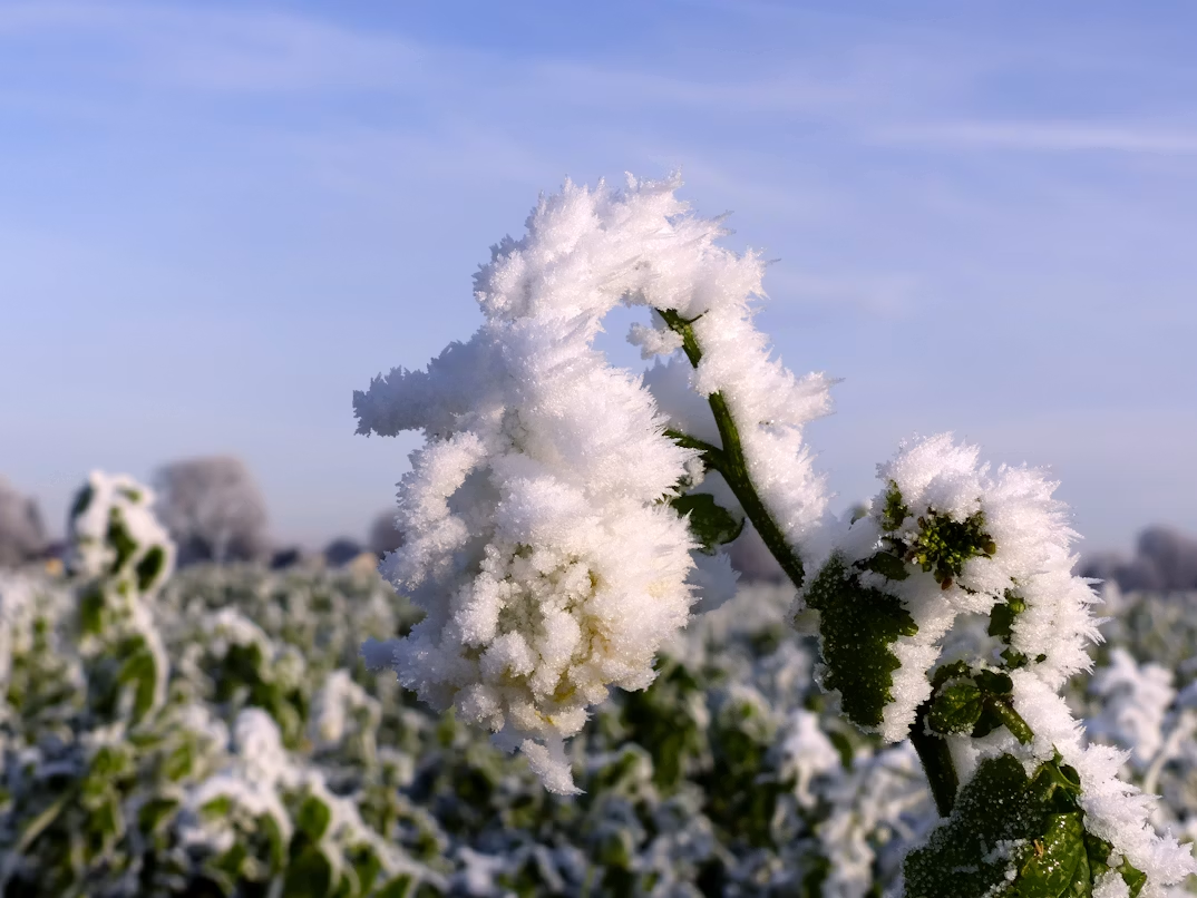 close up of a crop in a field covered with ice