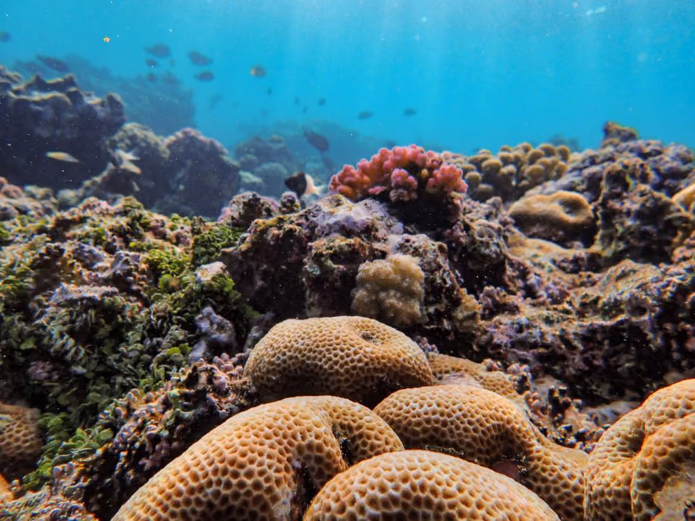 fish swimming above a colorful coral reef in the ocean