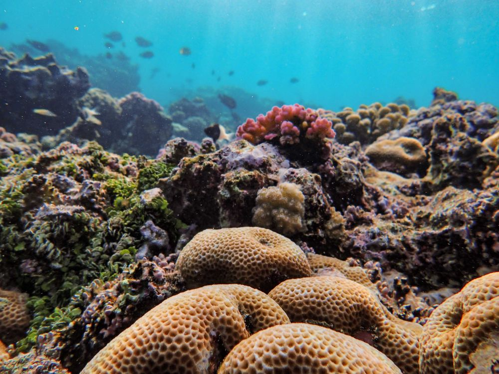 fish swimming above a colorful coral reef in the ocean