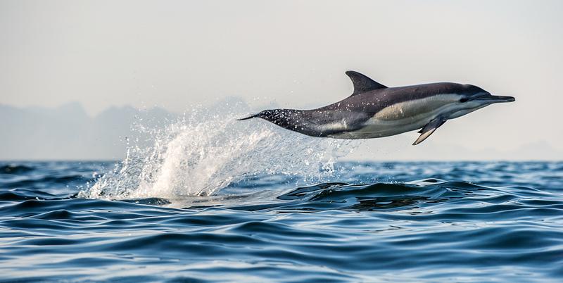 Bay Explorer - Dolphin & Wildlife Cruises