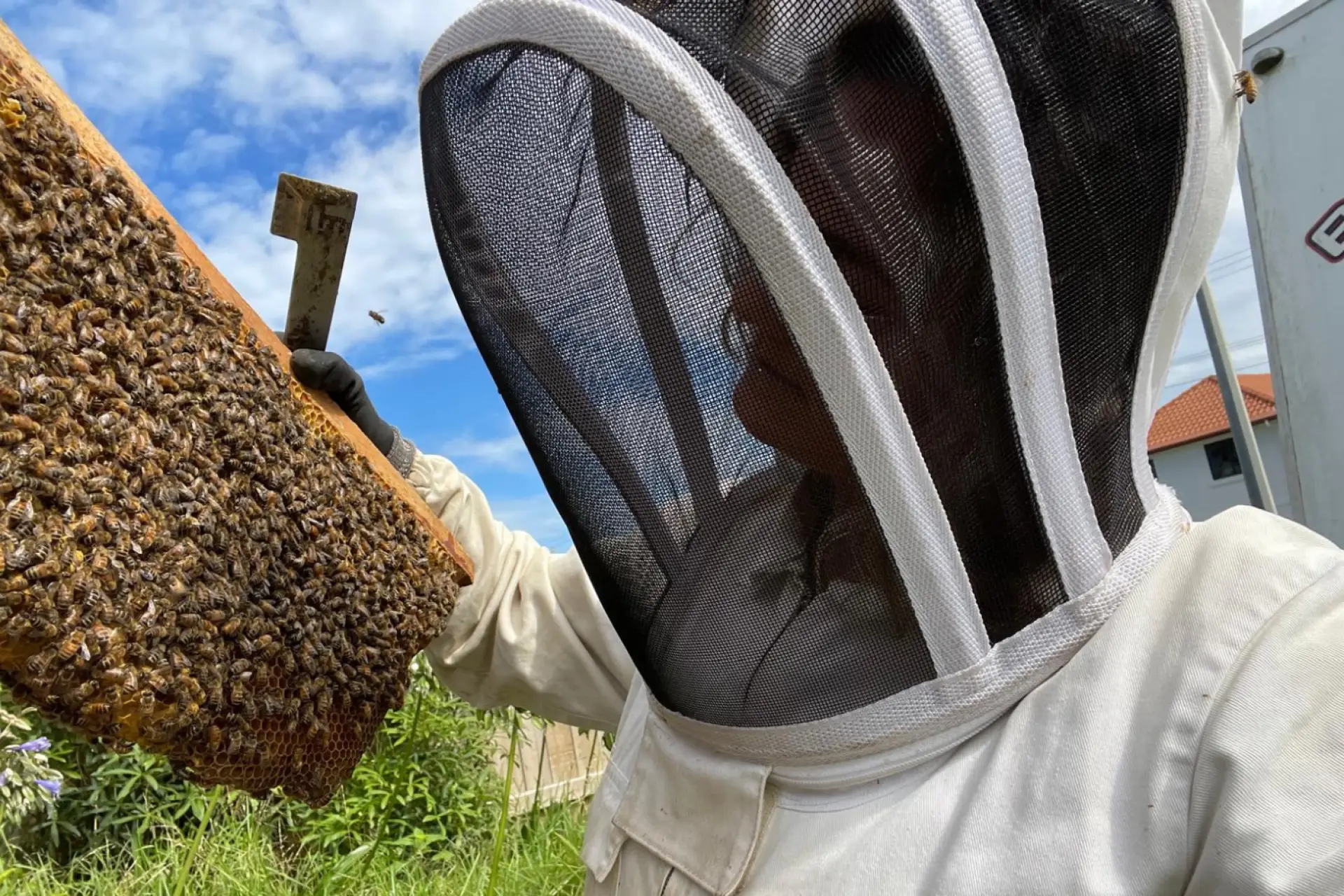 Backyard Beekeeping