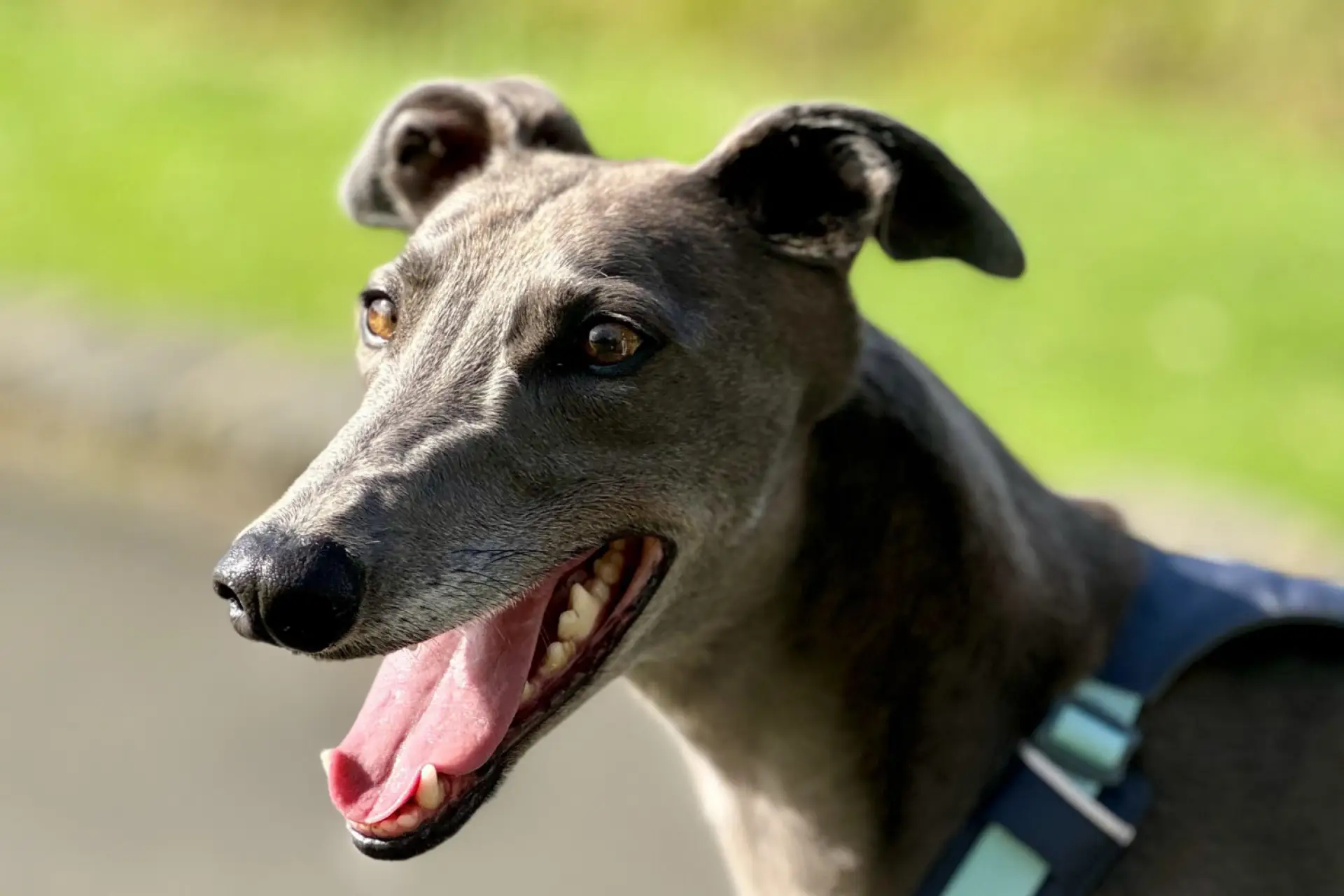 The Great Global Greyhound Walk