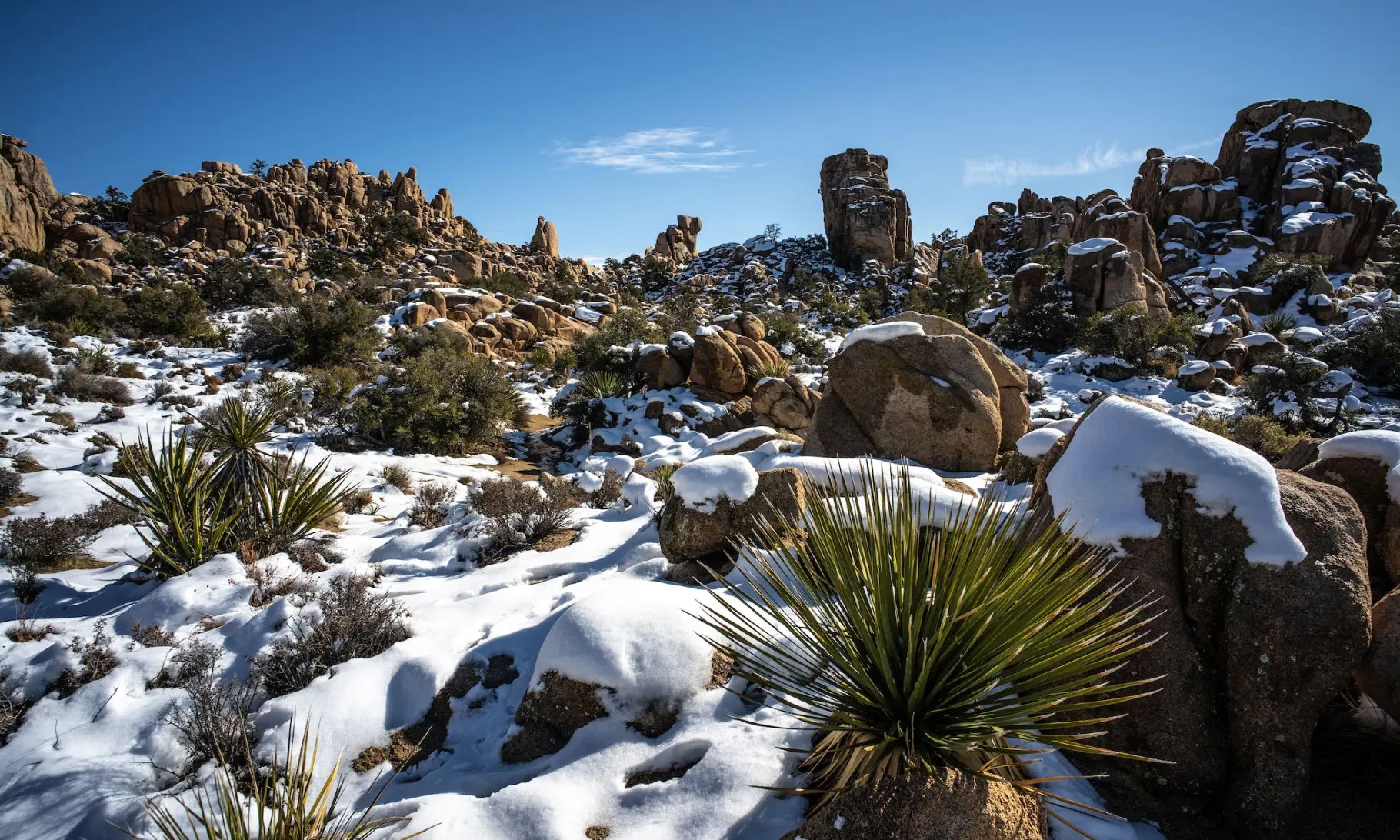 a snow covered landscape with rocks and plants