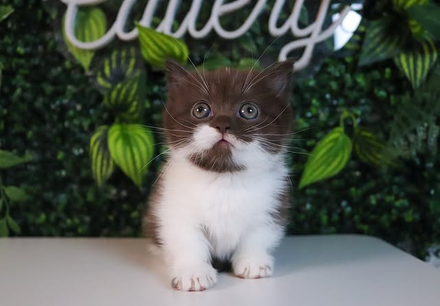Grey and White Munchkin Cat