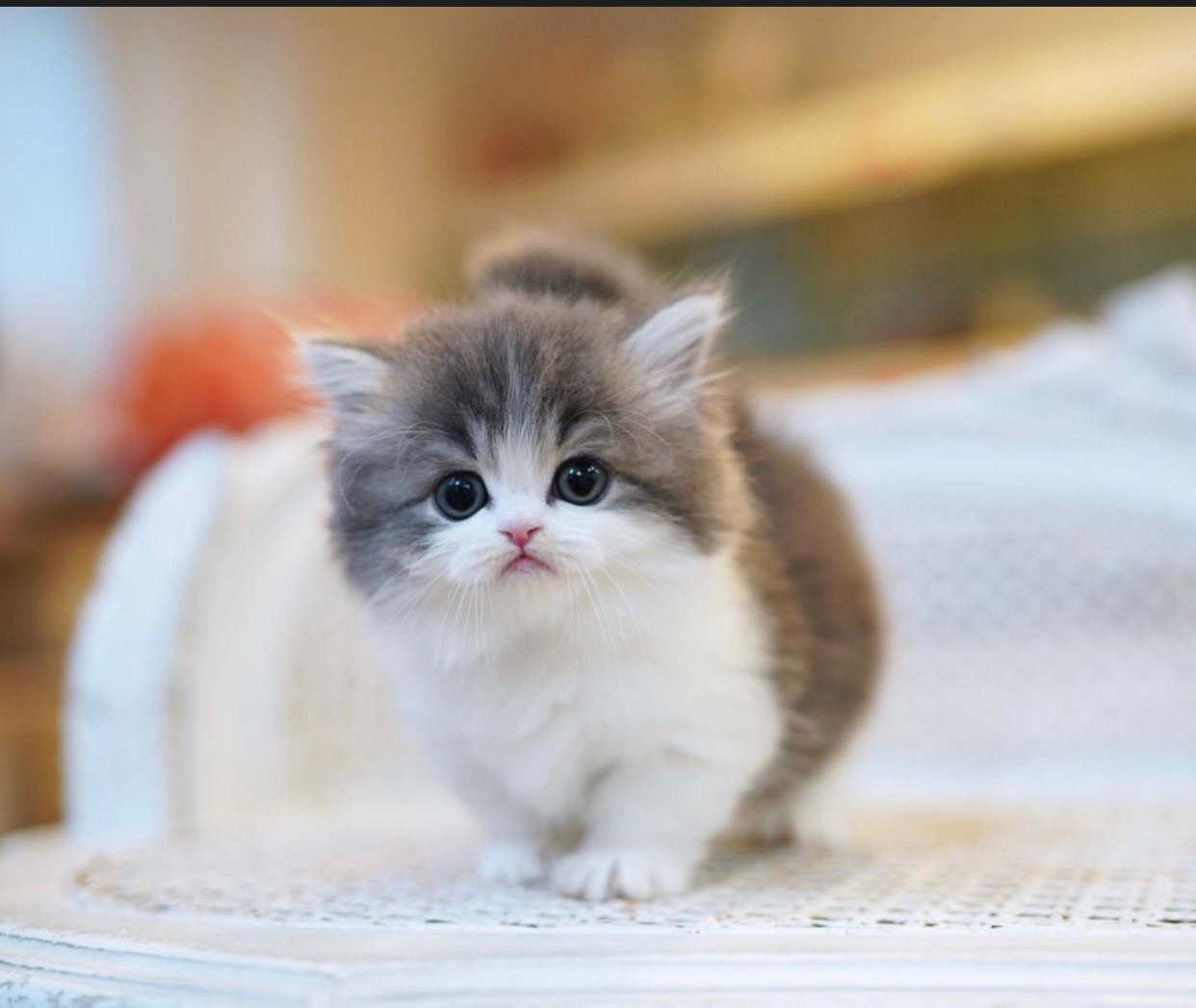 munchkin in a basket