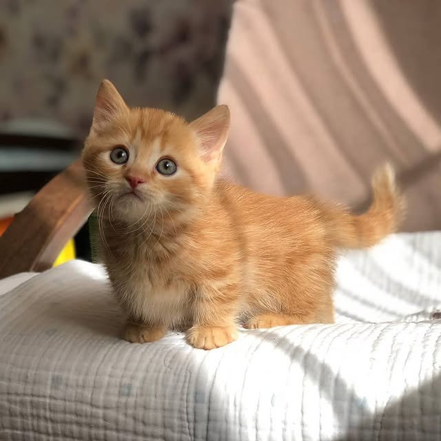 holding calico munchkin