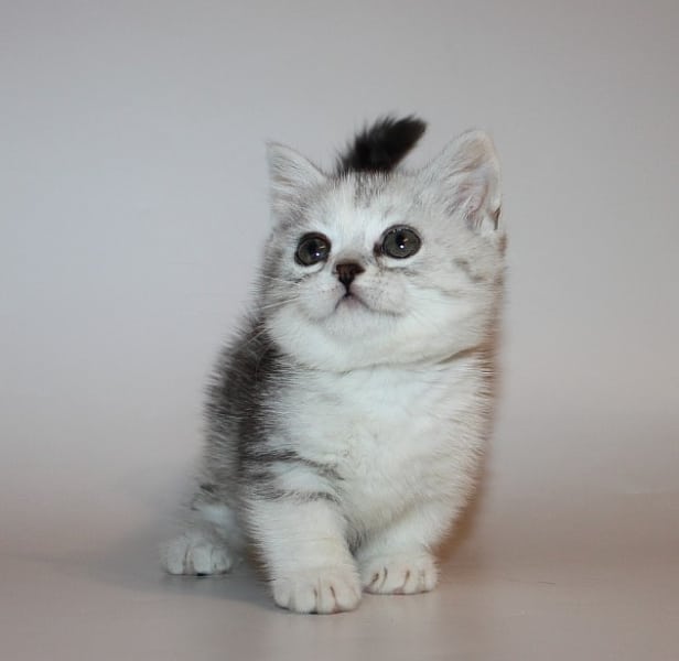Grey and White Munchkin Cat